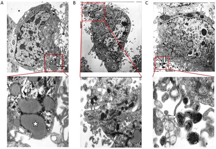 J Cancer Image