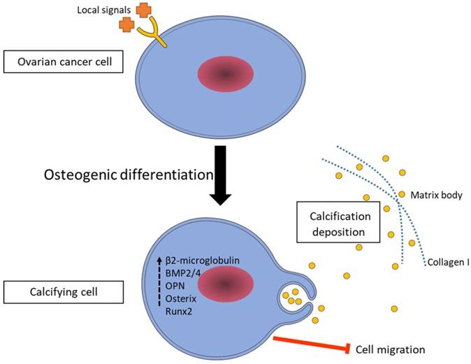 J Cancer Image