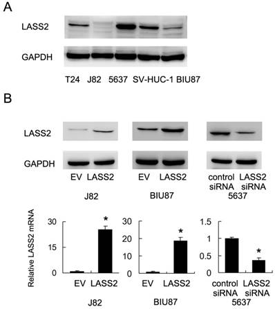 J Cancer Image