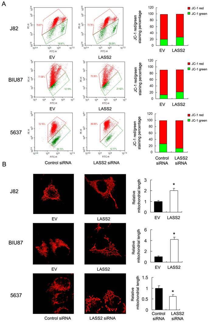 J Cancer Image