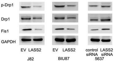 J Cancer Image