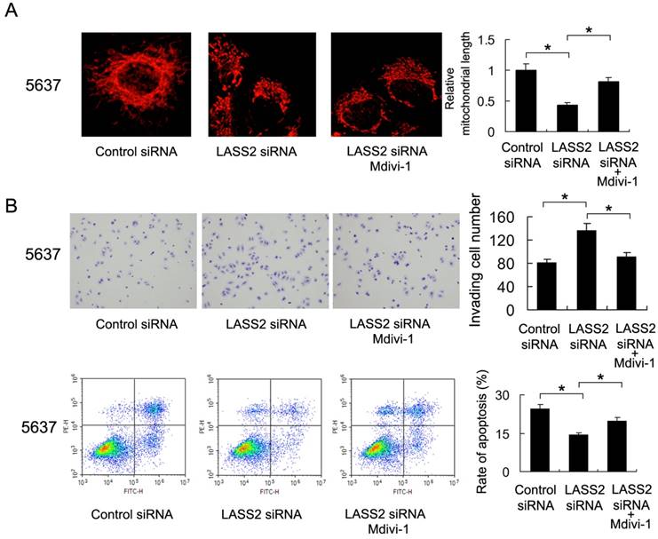 J Cancer Image