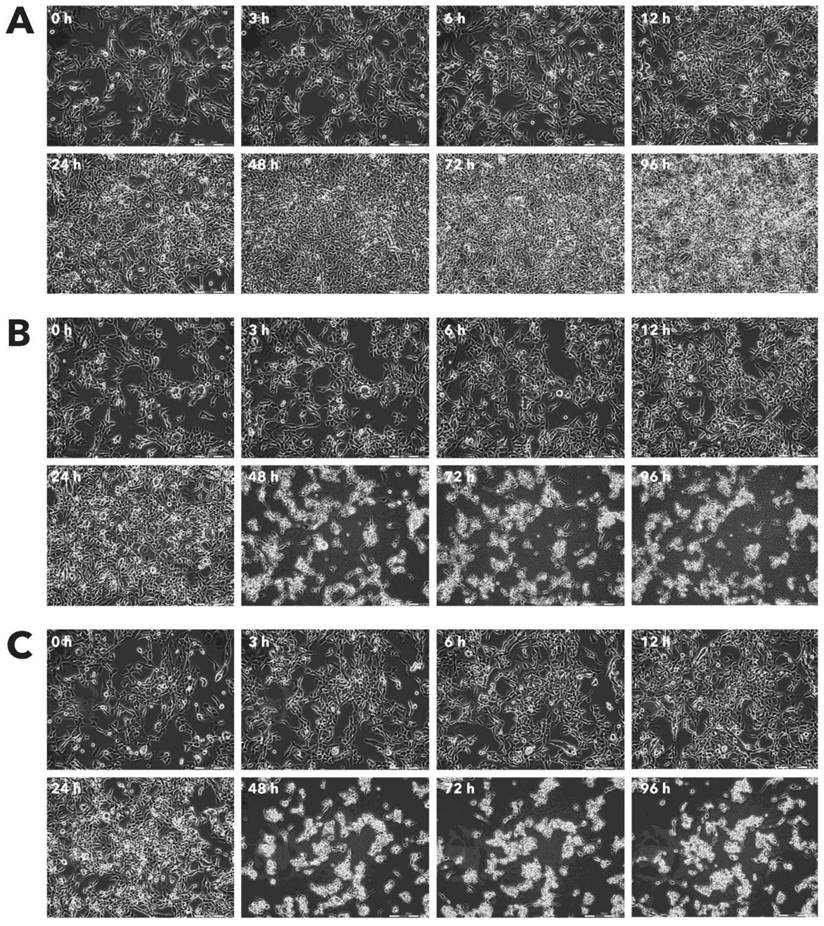 J Cancer Image