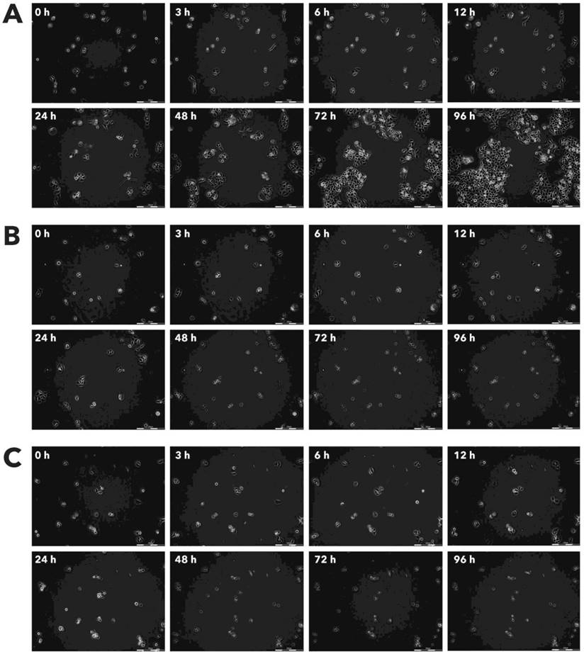 J Cancer Image