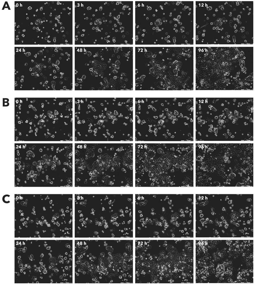 J Cancer Image