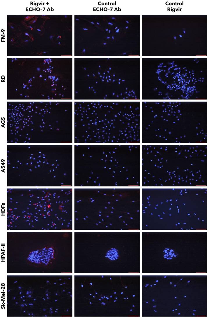 J Cancer Image