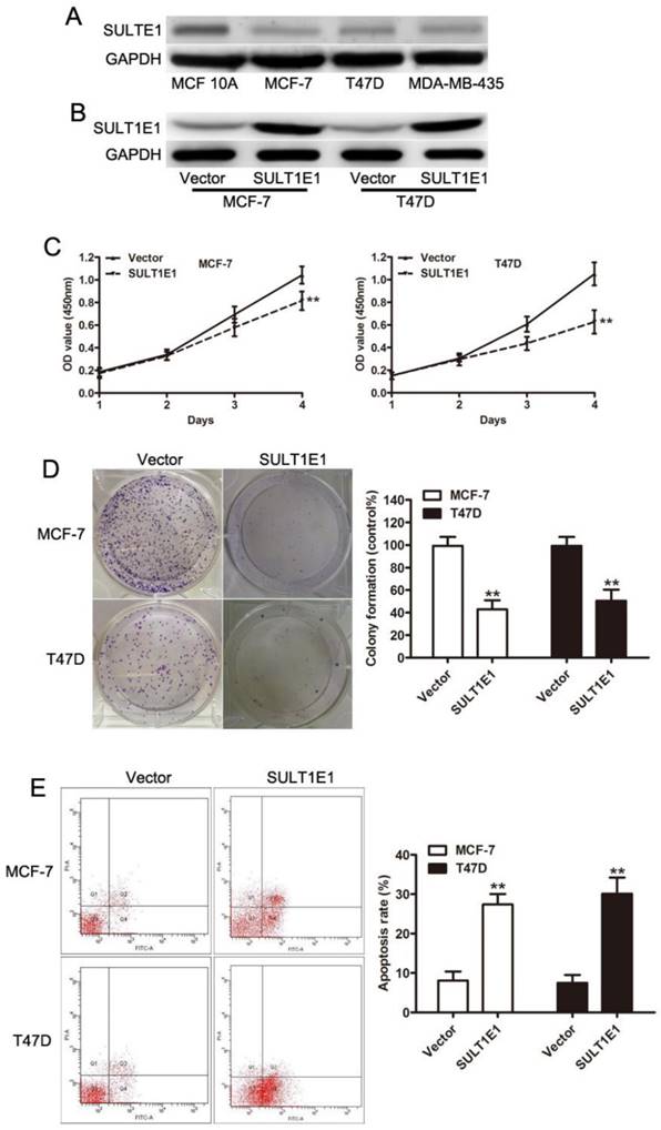 J Cancer Image