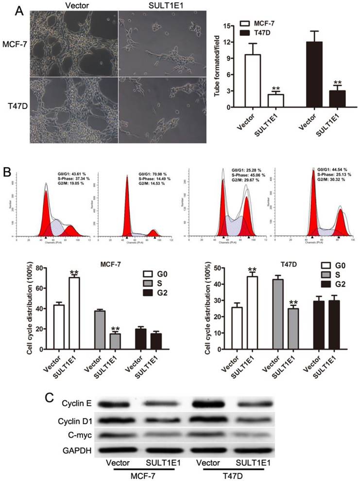 J Cancer Image