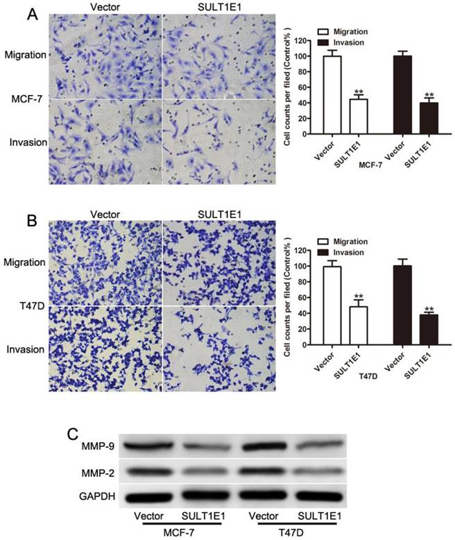 J Cancer Image