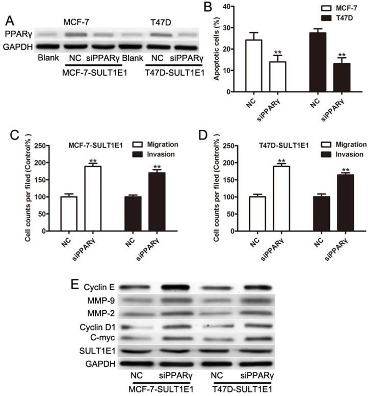 J Cancer Image