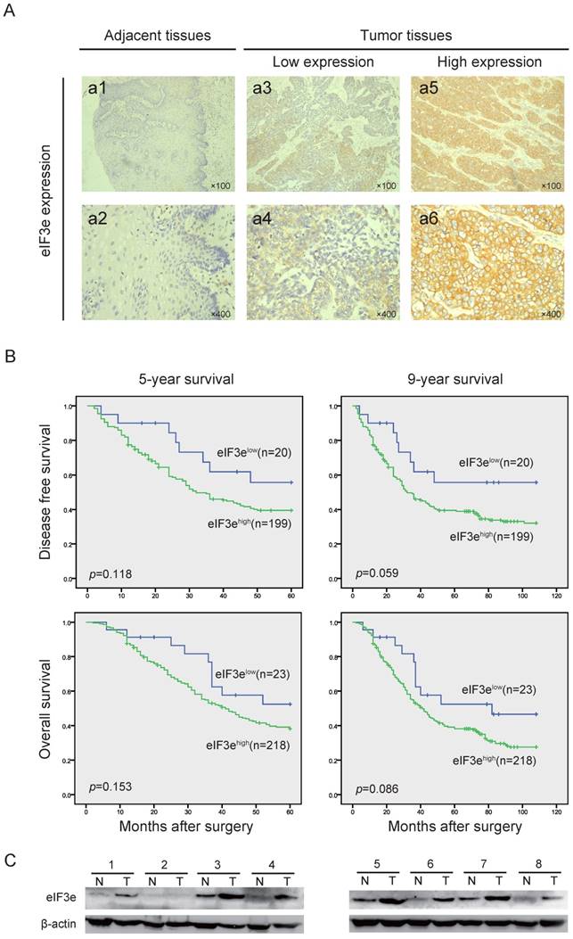 J Cancer Image