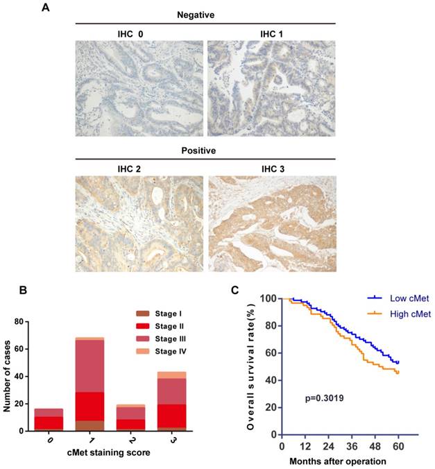 J Cancer Image