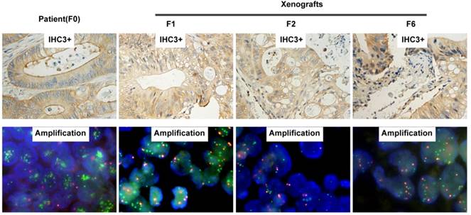 J Cancer Image