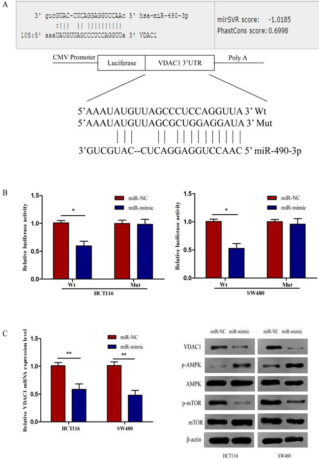 J Cancer Image