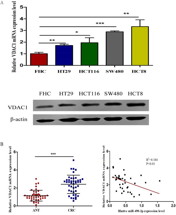 J Cancer Image