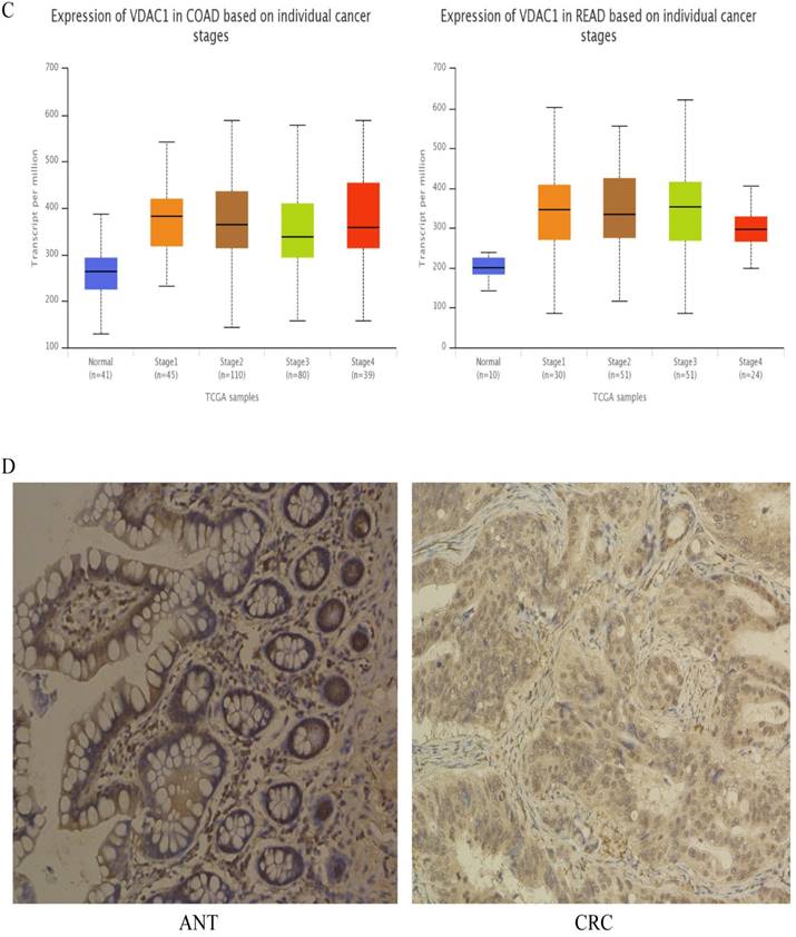 J Cancer Image