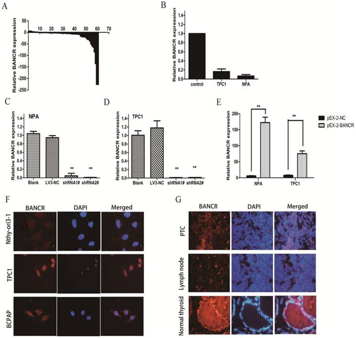 J Cancer Image