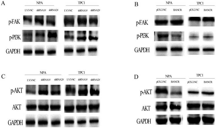 J Cancer Image