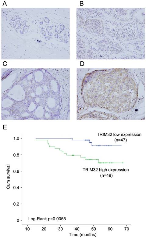 J Cancer Image