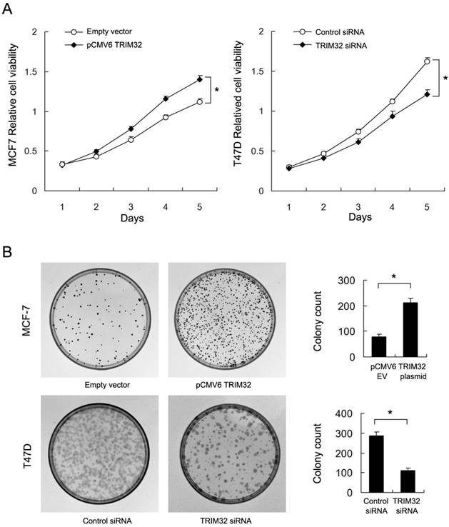 J Cancer Image