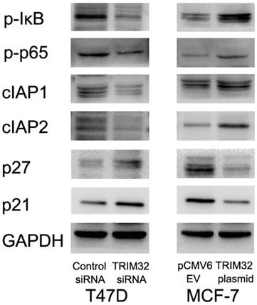 J Cancer Image