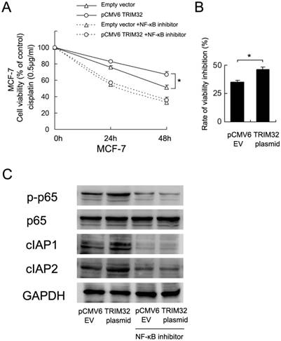 J Cancer Image