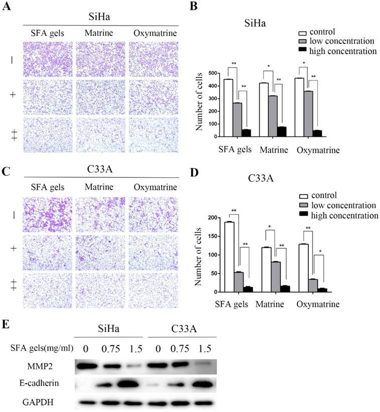 J Cancer Image