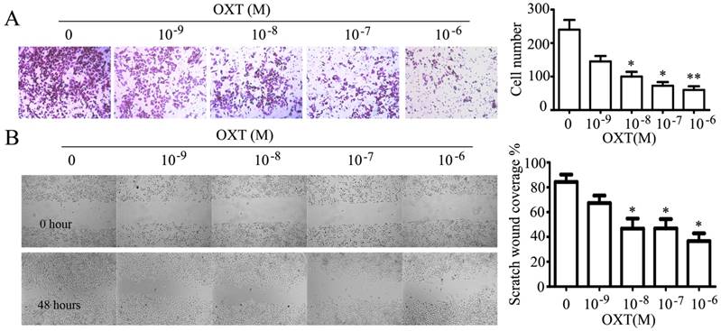 J Cancer Image