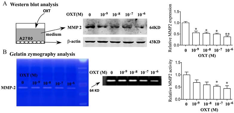 J Cancer Image