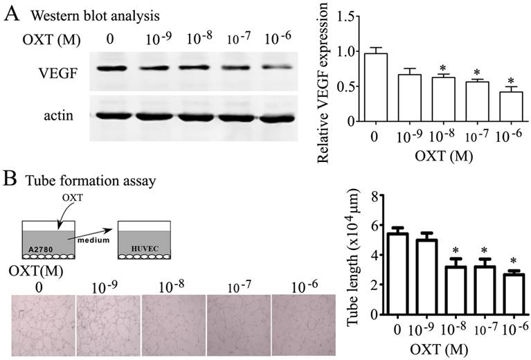 J Cancer Image