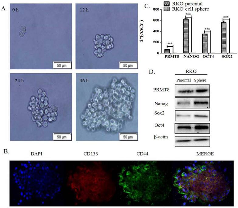 J Cancer Image