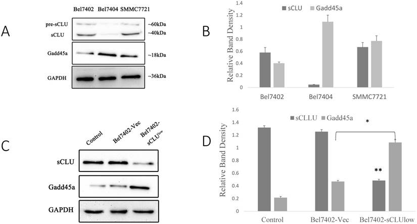 J Cancer Image