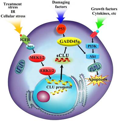 J Cancer Image