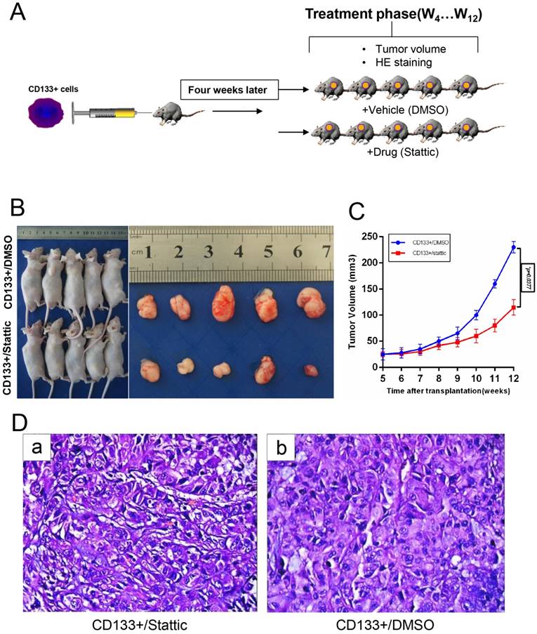 J Cancer Image