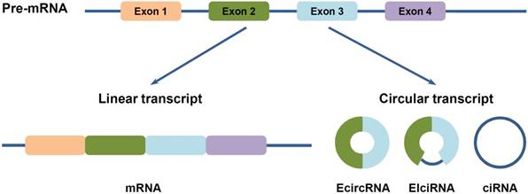 J Cancer Image