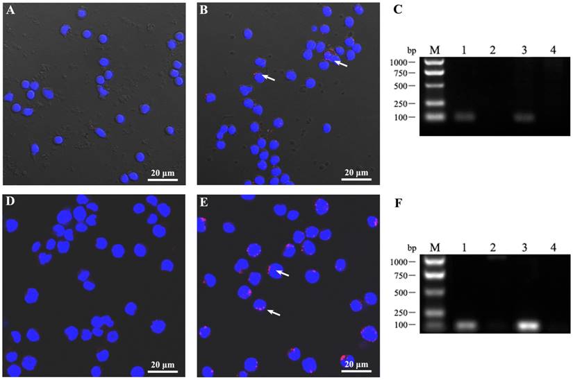 J Cancer Image