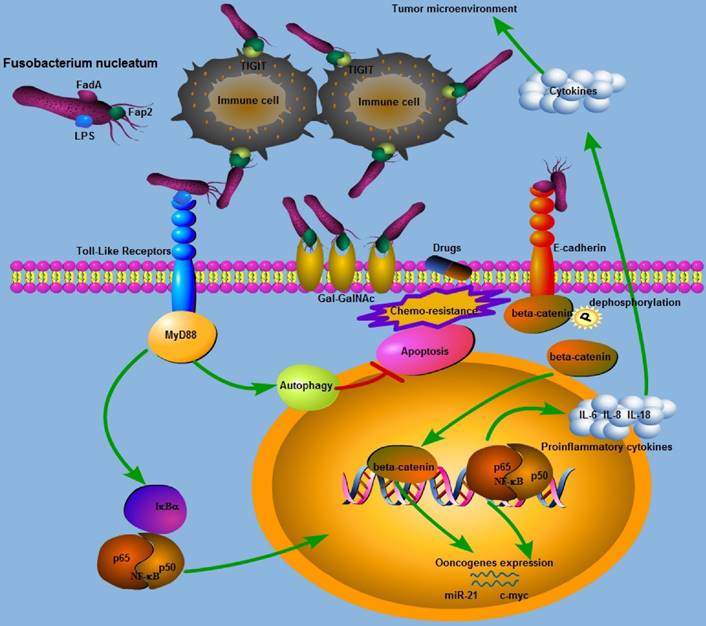 J Cancer Image