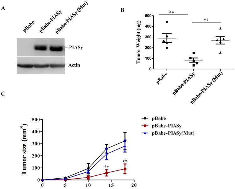 J Cancer Image