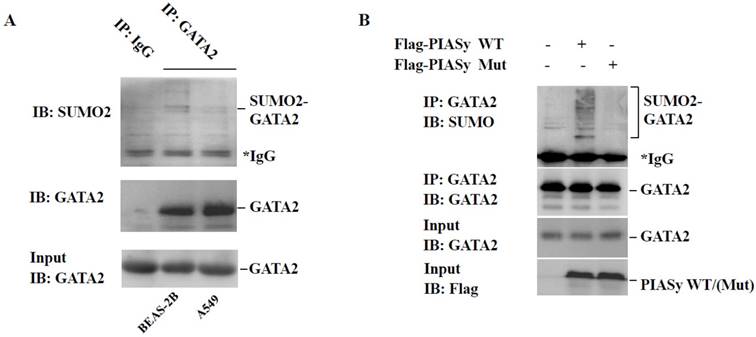 J Cancer Image