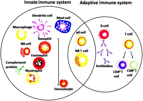 J Cancer Image