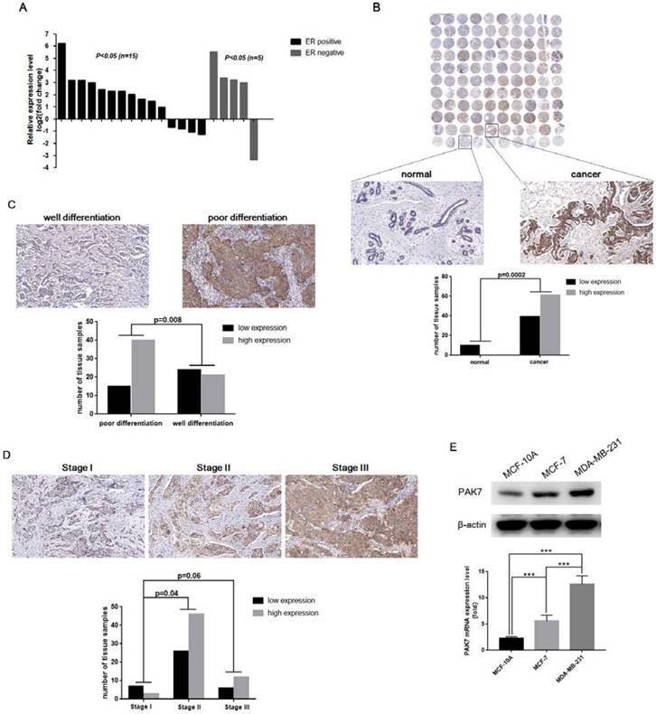 J Cancer Image