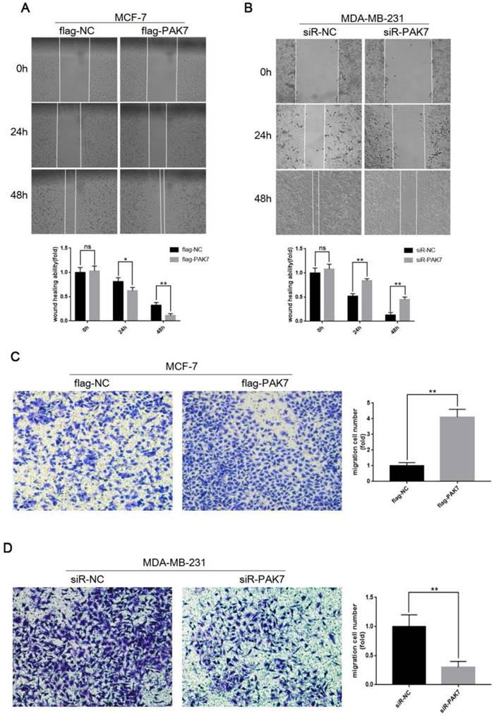 J Cancer Image