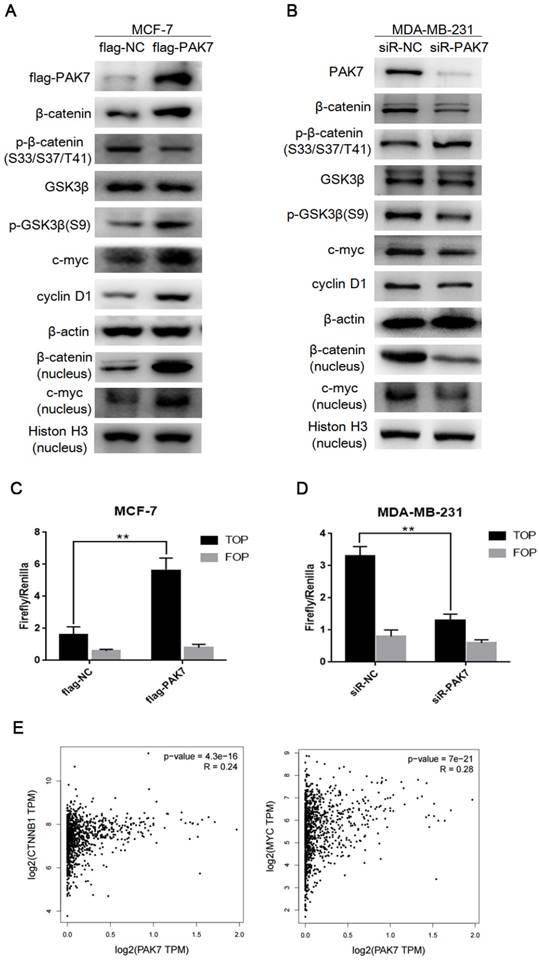 J Cancer Image