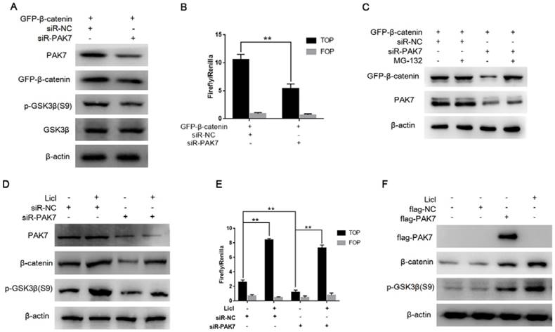 J Cancer Image