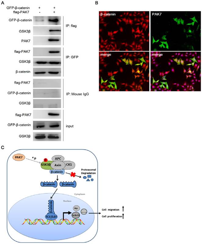 J Cancer Image