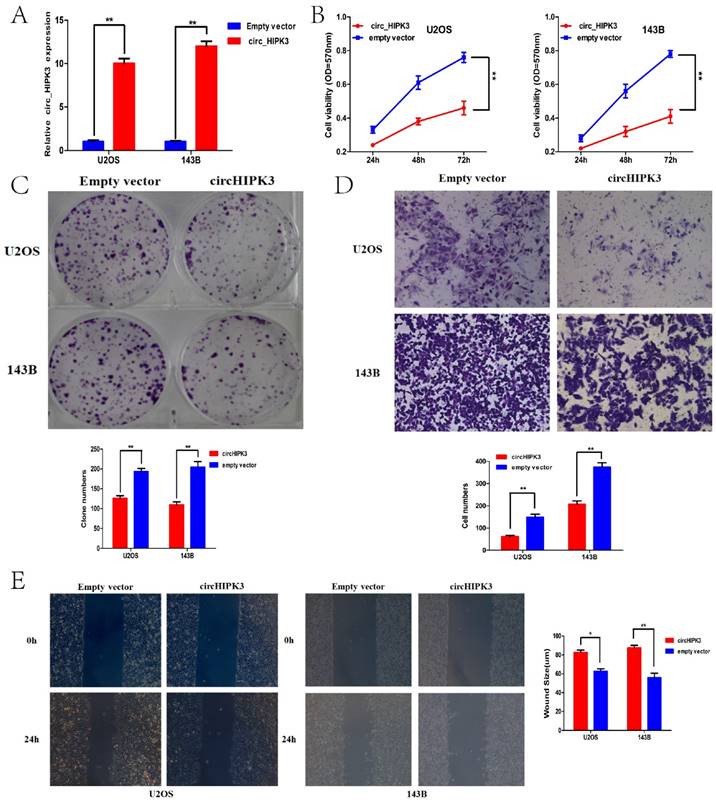 J Cancer Image