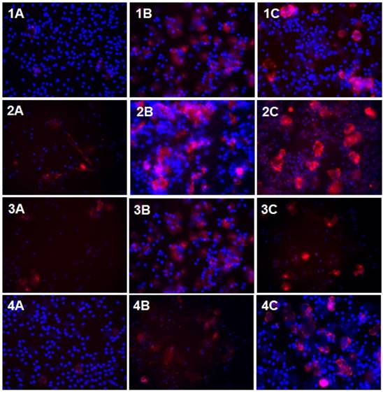 J Cancer Image