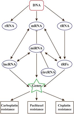 J Cancer Image