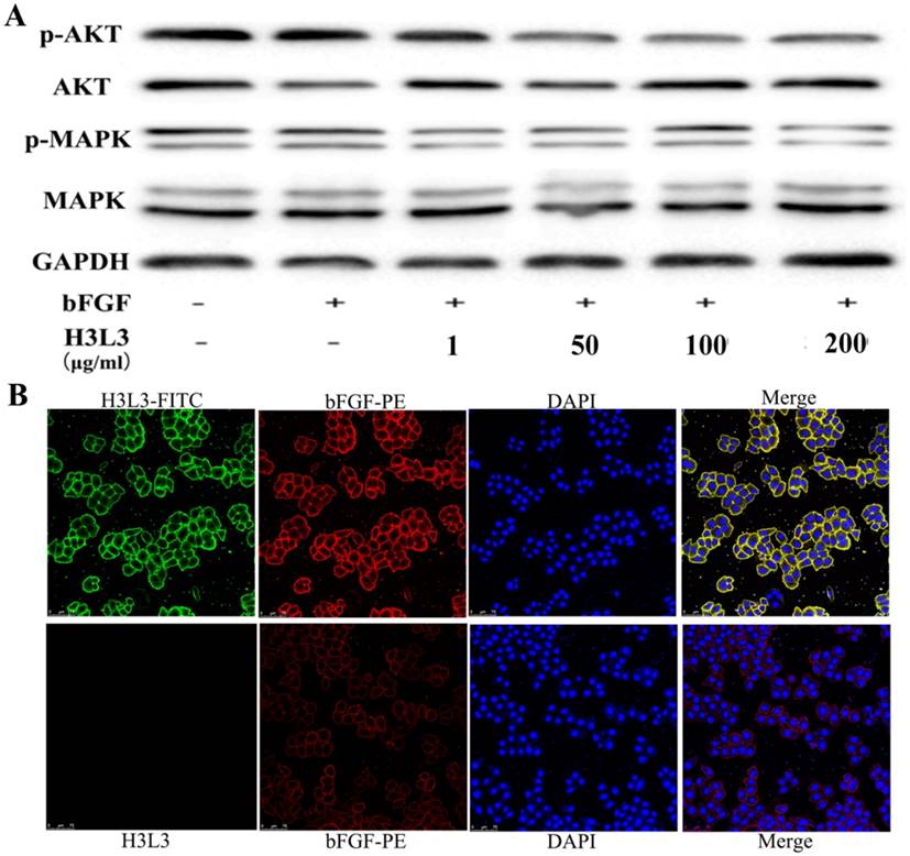 J Cancer Image