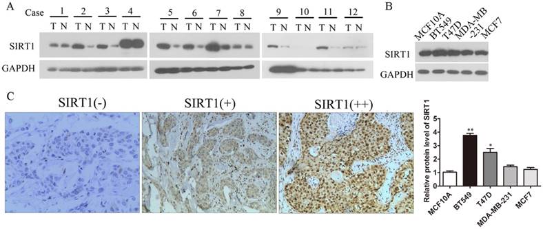 J Cancer Image